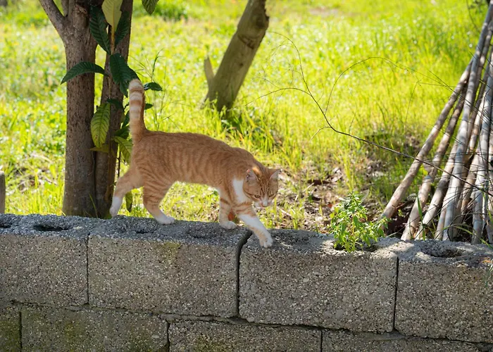 Sunny Breeze * Wlora